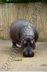 Whole Body Hippopotamus